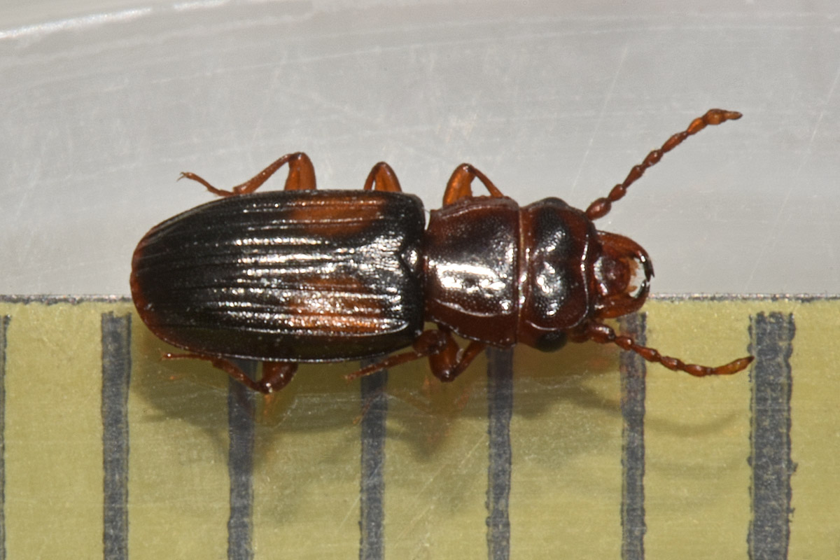 Laemophloeidae: Laemophloeus monilis